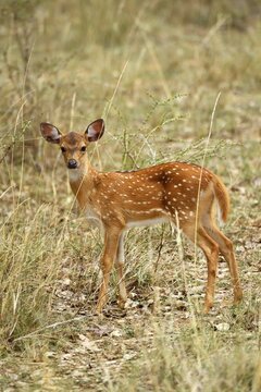 Chital (Axis axis), young animal stands attentively in shrubland, Wilpattu National Park, Sri Lanka