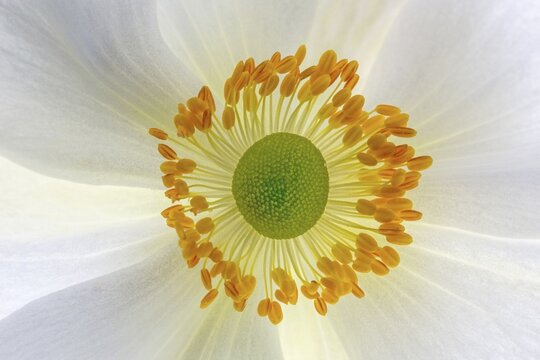 White chinese anemones (Anemone hupehensis), flower, macro photo, Germany