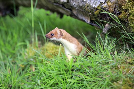 Ermine (Mustela erminea), adult, alert, Surrey, England, United Kingdom