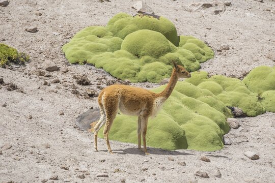Vicu&ntilde;a or Vicugna (Vicugna vicugna) with Yareta or Llareta cushion plants (Azorella compacta), Arica y Parinacota Region, Chile