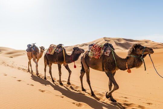 Three Dromedaries (Camelus dromedarius), caravan, run in sand dunes in the desert, Erg Chebbi, Merzouga, Sahara, Morocco