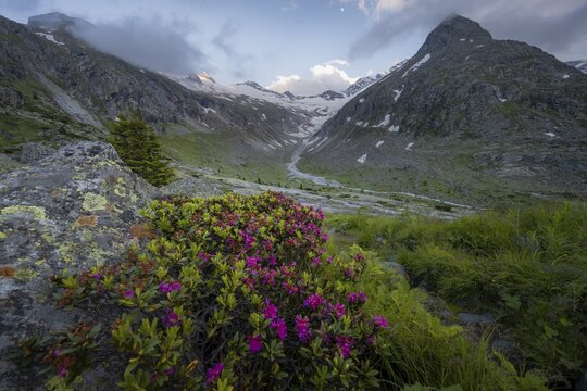 Evening mood, Alpine roses, mountains on the Berliner H&ouml;henweg, Steinmandl mountain peak, Hornkees glacier, Zillertal Alps, Zillertal, Tyrol, Austria