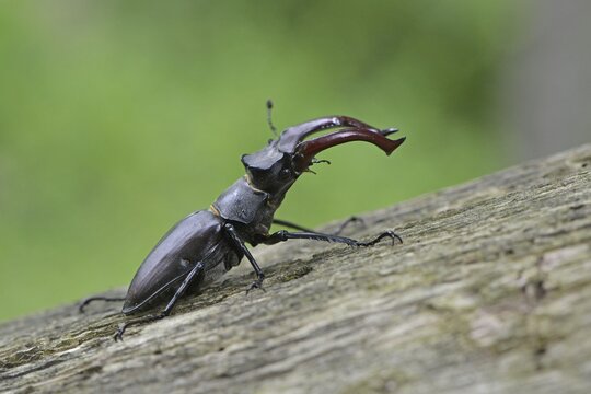 Stag Beetle (Lucanus cervus), Emsland, Lower Saxony, Germany