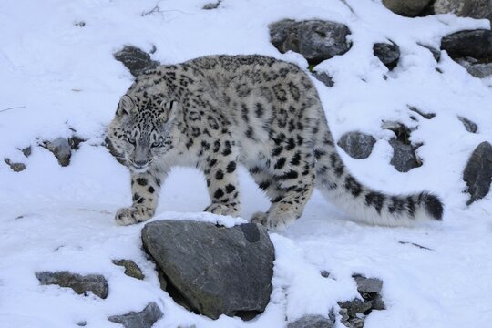 Snow Leopard (Uncia uncia)