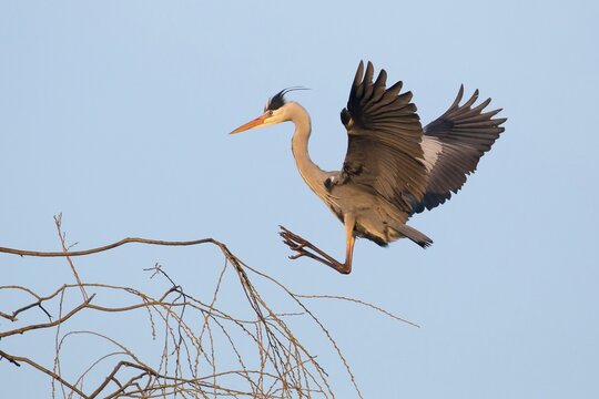 Grey heron (Ardea cinerea) on approach to tree, Hesse, Germany