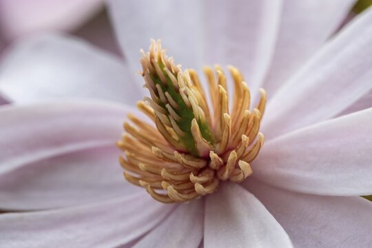 Flower of the star magnolia (Magnolia stellata), macro photograph, Baden-W&uuml;rttemberg, Germany