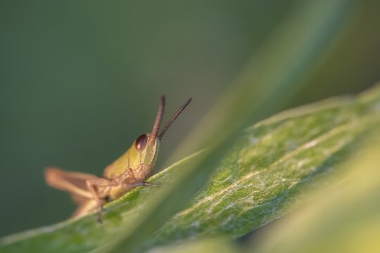 Meadow grasshopper ( Chorthippus parallelus) on a blade of grass, Perlacher Forst, Upper Bavaria, Bavaria, Germany