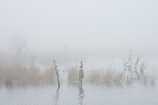 Moorland in the fog, Emsland, Lower Saxony, Germany