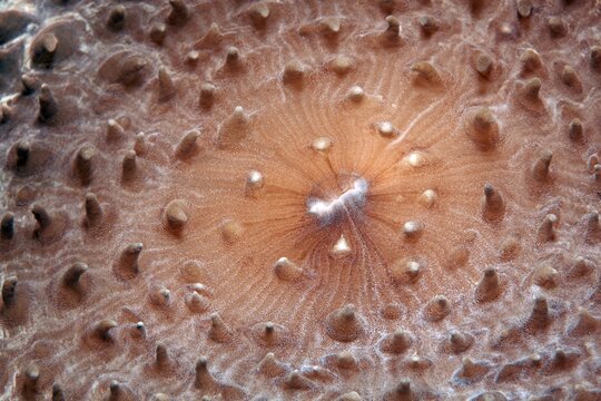 Slice anemone, Giant Cup Mushroom (Amplexidiscus fenestrafer), detail with mouth, Pacific, Great Barrier Reef, UNESCO World Heritage, Australia