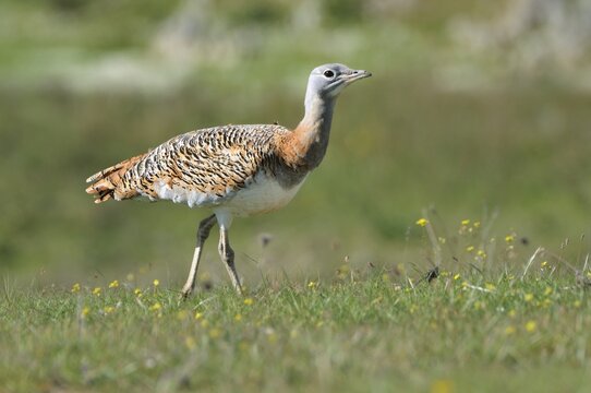 Great Bustard (Otis tarda), female, standing in the prairie