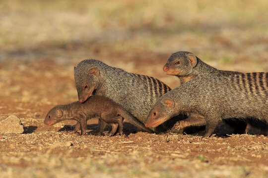 Banded Mongoose (Mungos mungo), mongoose family with pup, at the den, Kruger National Park, South Africa