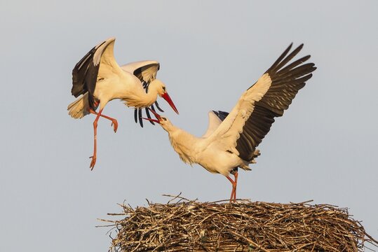 White Storks (Ciconia ciconia), female fighting off male on the nest, Hesse, Germany