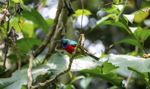 Olive-bellied Sunbird (Cinnyris chloropygius), male sitting on a branch, Mgahinga Gorilla National Park, Western Region, Uganda