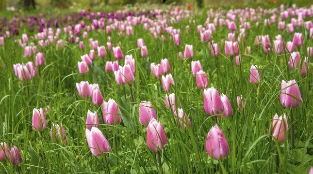 Pink Tulips (Tulipa), spring flowers in a meadow, Mainau, Lake Constance, Baden-W&uuml;rttemberg, Germany