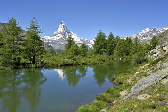 Larches ( Larix) at the Grindjisee, behind snow-covered Matterhorn, Valais Alps, Canton Valais, Switzerland