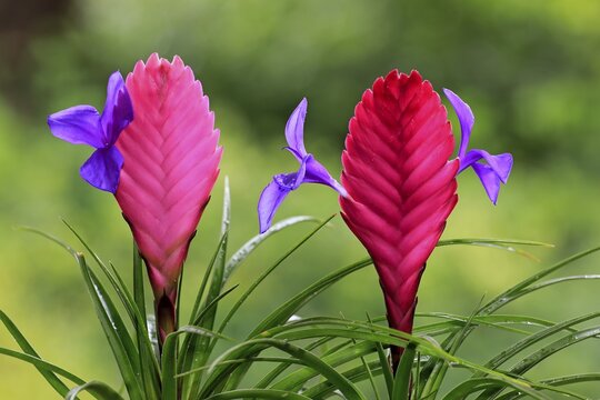 Blue tillandsia (tillandsia cyanea), blossom
