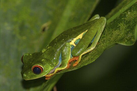 Red-eyed tree frog (Agalychnis callidryas), Arenal Observatory Lodge, Fortuna, Alajuela Province, Costa Rica