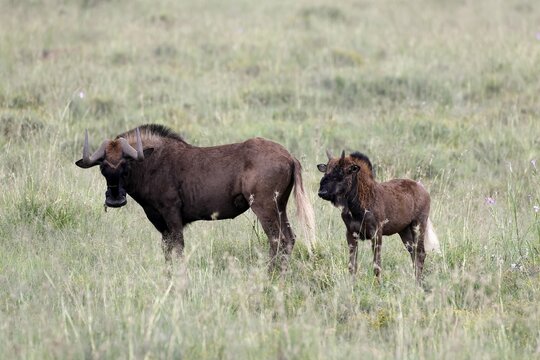 White-tailed wildebeest (Connochaetes gnou), adult, female, mother, young, alert, Mountain Zebra National Park, Eastern Cape, South Africa