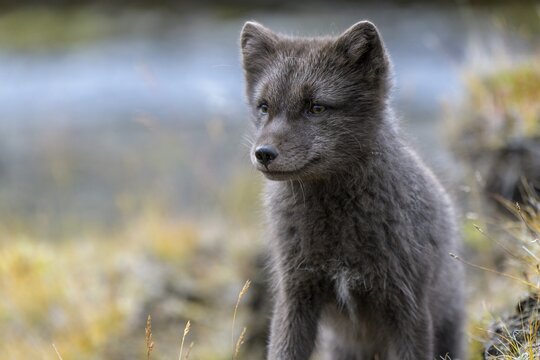 Young Arctic fox (Vulpes lagopus) or ice fox, M&ouml;&eth;rudalur, Austurland, Iceland