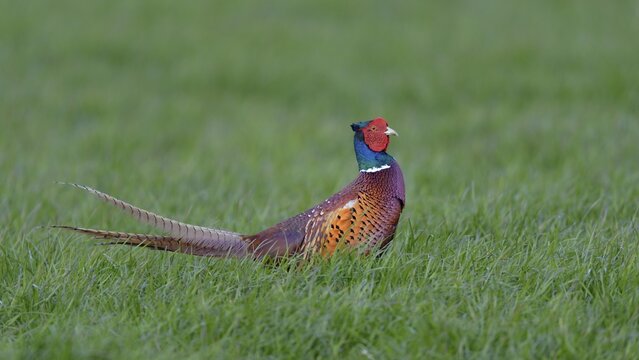 Common Pheasant (Phasianus colchicus), Waal en Burg nature reserve, Texel, West Frisian Islands, province of North Holland, The Netherlands