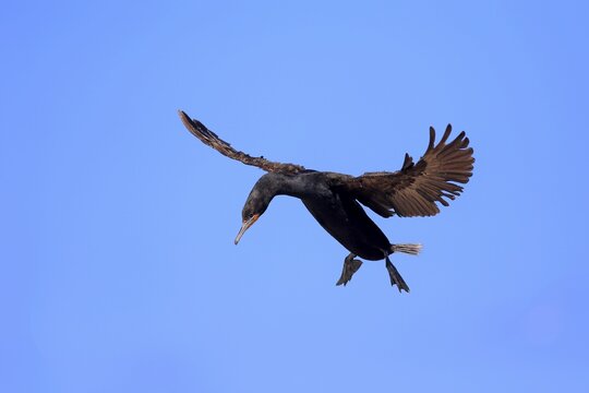 Cape Cormorant or Cape Shag (Phalacrocorax capensis), adult flying, landing, Betty's Bay, Western Cape, South Africa