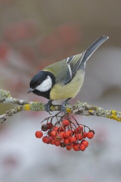 Great tit (Parus major), on a lichen-covered rowan branch with red berries, Swabian Alb Biosphere Reserve, Baden-W&uuml;rttemberg, Germany