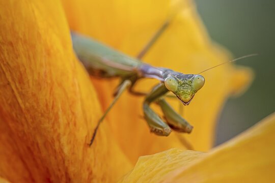 European mantis (mantis religiosa) on a flower, Paros, Aegean Sea, Greece