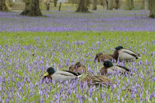 Mallard ducks (Anas platyrhynchos) among crocuses (Crocus napolitanus), Husum Castle Park, Schleswig-Holstein, Germany