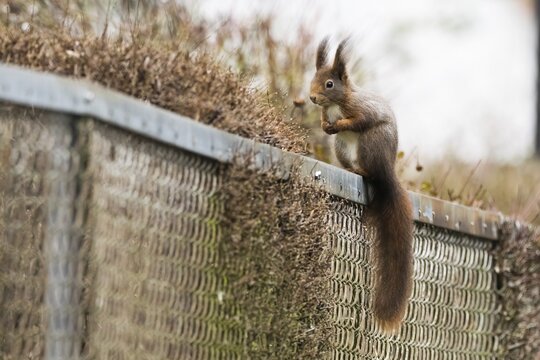A squirrel (ciurus vulgaris) sitting on a metal fence, surrounded by a quiet environment, Hesse, Germanyd