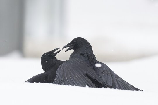 Two fighting crows (Corvus corone) in the snow, Hesse, Germany