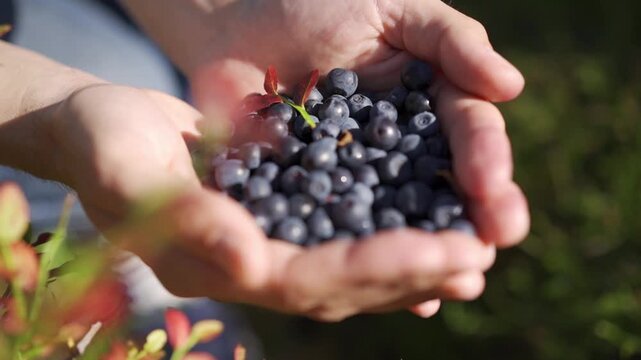Freshly picked blueberries held in hands, outdoor garden setting, food-related content, organic farming, advertising healthy eating, local produce marketing, nature exploration