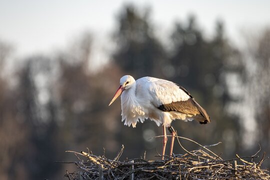 White stork in nest, Ciconia ciconia, Lake Lucerne, Canton of Zurich, Switzerland