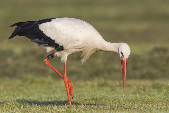 White Stork (Ciconia ciconia) foraging on meadow, North Hesse, Hesse, Germany