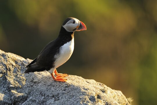 Atlantic Puffin (Fratercula arctica), in the evening light
