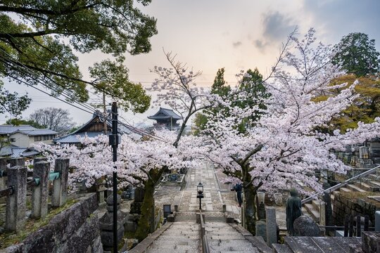 Cemetery and cherry blossom at sunset, Konkai-Komyoji Temple, Kurodanichō, Kyoto, Japan