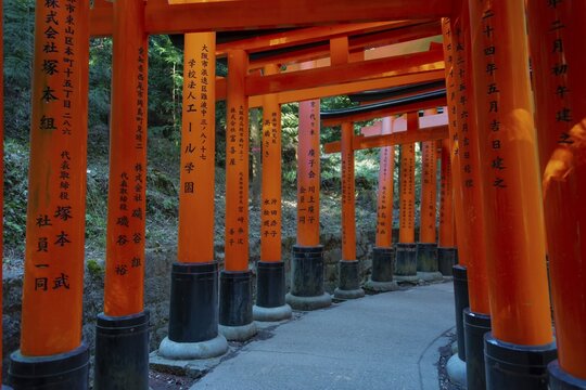 Fushimi Inari Taisha, Shinto Shrine, many traditional red Toriii gates, Fushimi Inari-taisha Okusha Hohaisho, Fushimi, Kyoto, Japan