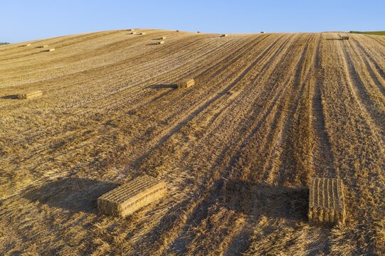 Bales of straw in cornfield after wheat harvest, aerial view, drone shot, C&oacute;rdoba province, Andalusia, Spain