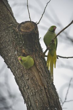Rose-ringed parakeets (Psittacula krameri) at the breeding burrow, Rhineland-Palatinate, Germany