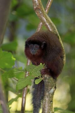 Red spring monkey (Callicebus moloch), adult