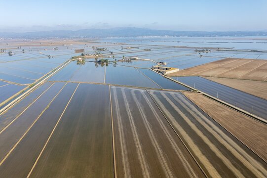 Flooded rice fields in May, the tracks are caused by a tractor sowing rice seeds, the dry patches are experimentally cultivated with dryland rice, aerial view, drone shot, Ebro Delta Nature Reserve, Tarragona province, Catalonia, Spain