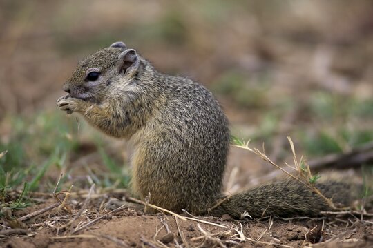 Smith's Bush Squirrel (Paraxerus cepapi), adult, feeding, Kruger National Park, South Africa