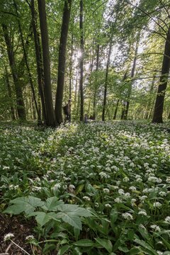Mixed deciduous forest in spring, flowering Ramsons (Allium ursinum) on forest floor, Perlacher Forst, Bavaria, Germany