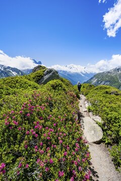 Mountaineers on hiking trail with blooming alpine roses, mountain panorama with glaciated mountain peaks, Aiguille du Midi and Mont Blanc, hiking to Aiguillette des Posettes, Chamonix, Haute-Savoie, France