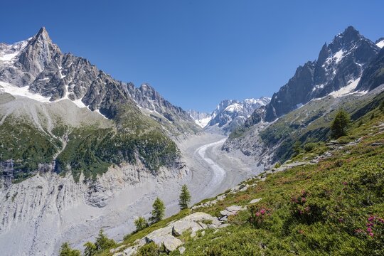 Pink alpine roses on the mountainside, glacier tongue Mer de Glace, behind Grandes Jorasses, Mont Blanc massif, Chamonix, France