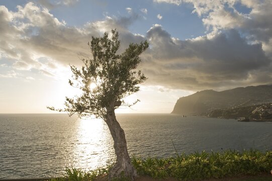 Olive tree in front of the cliffs of Cabo Girao, Camara de Lobos, Madeira, Portugal