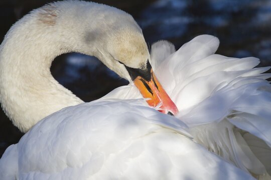 Mute Swan (Cygnus olor), North Hesse, Hesse, Germany