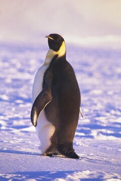 Adult Emperor penguin (Aptenodytes forsteri) on ice floe, Atka Bay, Weddell Sea, Antarctica