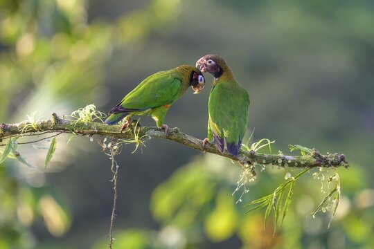 Brown-hooded parrots (Pyrilia haematotis), Laguna del Lagarto Eco-Lodge, San Carlos, Alajuela Province, Costa Rica