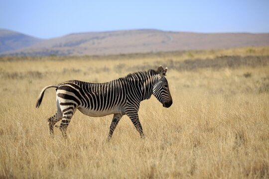Cape mountain zebra (Equus zebra zebra), adult, running, dry grassland, Mountain Zebra National Park, Eastern Cape, South Africa