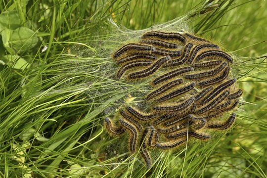 Collection of caterpillars, Lackey moth ( Malacosoma neustria) Canton of Graub&uuml;nden, Switzerland